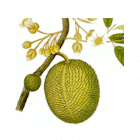 Vật tư cây sầu riêng