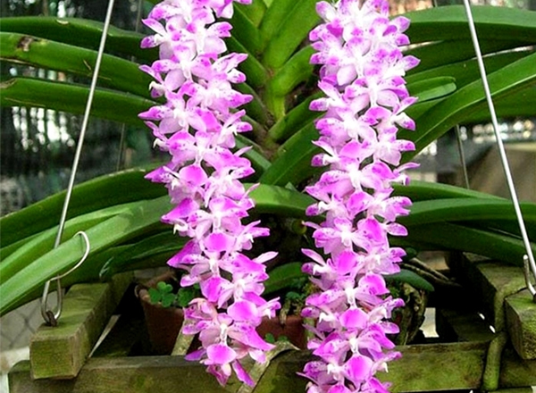 Cách hạn chế rụng lá chân cho dòng Lan đơn thân