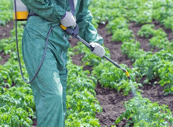 Có nên dùng phân bón lá cho cây trồng?