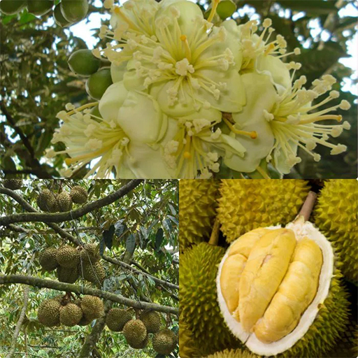 ky-thuat-trong-cay-sau-rieng