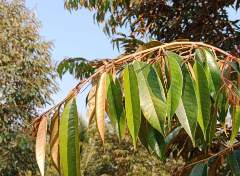 Lá có vai trò thế nào đối với cây sầu riêng