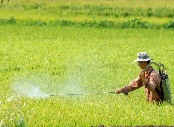 Nhãn thuốc bảo vệ thực vật và những điều cần lưu ý