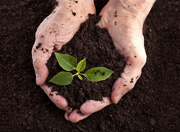 Sử dụng phân bón hữu cơ cho cây trồng trong nhà